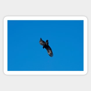 Wedge Tailed Eagle diving Sticker
